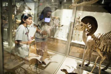A student visits the Harvard Museum of Natural History.