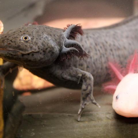 a pair of axoltls, one grey and another pink