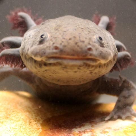 close up of axolotl on yellow rock