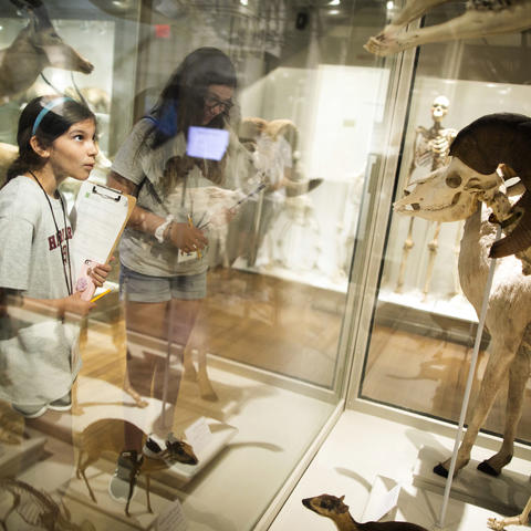 A student visits the Harvard Museum of Natural History.