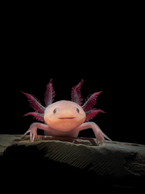 pink like Axolotl with black background